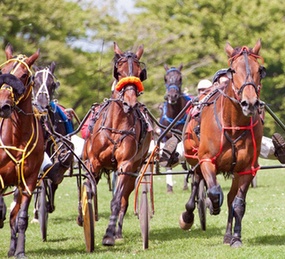 Scommesse ippiche online in Italia